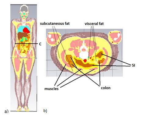 Why Does My Body Do That? | Organ Vitality Detox | Substack