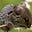 Not a Maus's avatar