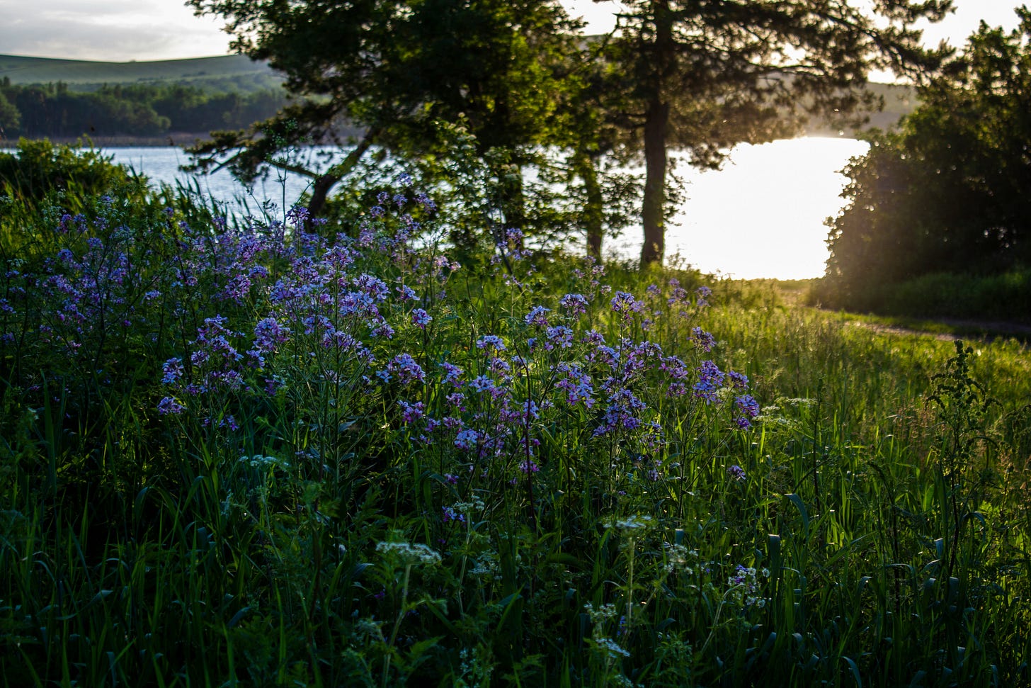 Blue flowering plants stand at the top of a green, grassy hill. In the distance several large trees sit in front of a lake. The sun is coming out from behind the clouds Blue flowering plants stand at the top of a green, grassy hill. In the distance several large trees sit in front of a lake. The sun is coming out from behind the clouds