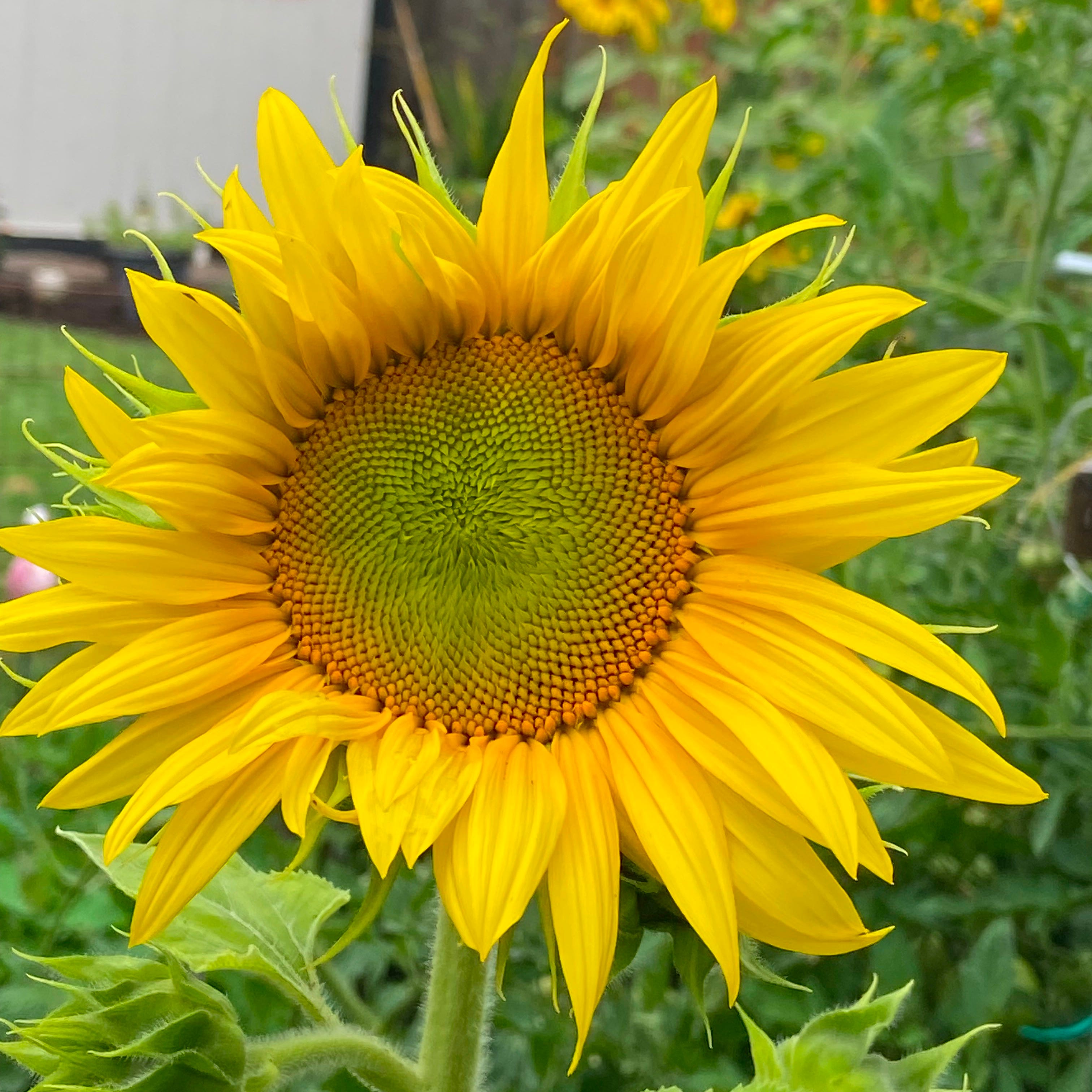 Hippie Sunflower Dancer