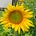 Hippie Sunflower Dancer's avatar