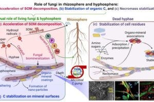 The model outlines three distinct mechanisms through which fungi actively contribute to processes of organic matter and nutrient transformations in soil