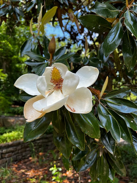 flowers from the birmingham botanical gardens
