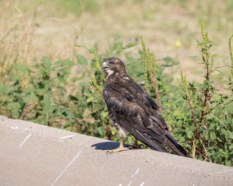 20250731-Manville-539-Edit.jpg 20250731-Manville-539-Edit.jpg