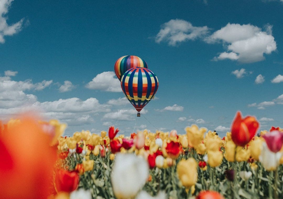 yellow and red tulip flowers under hot air balloons yellow and red tulip flowers under hot air balloons