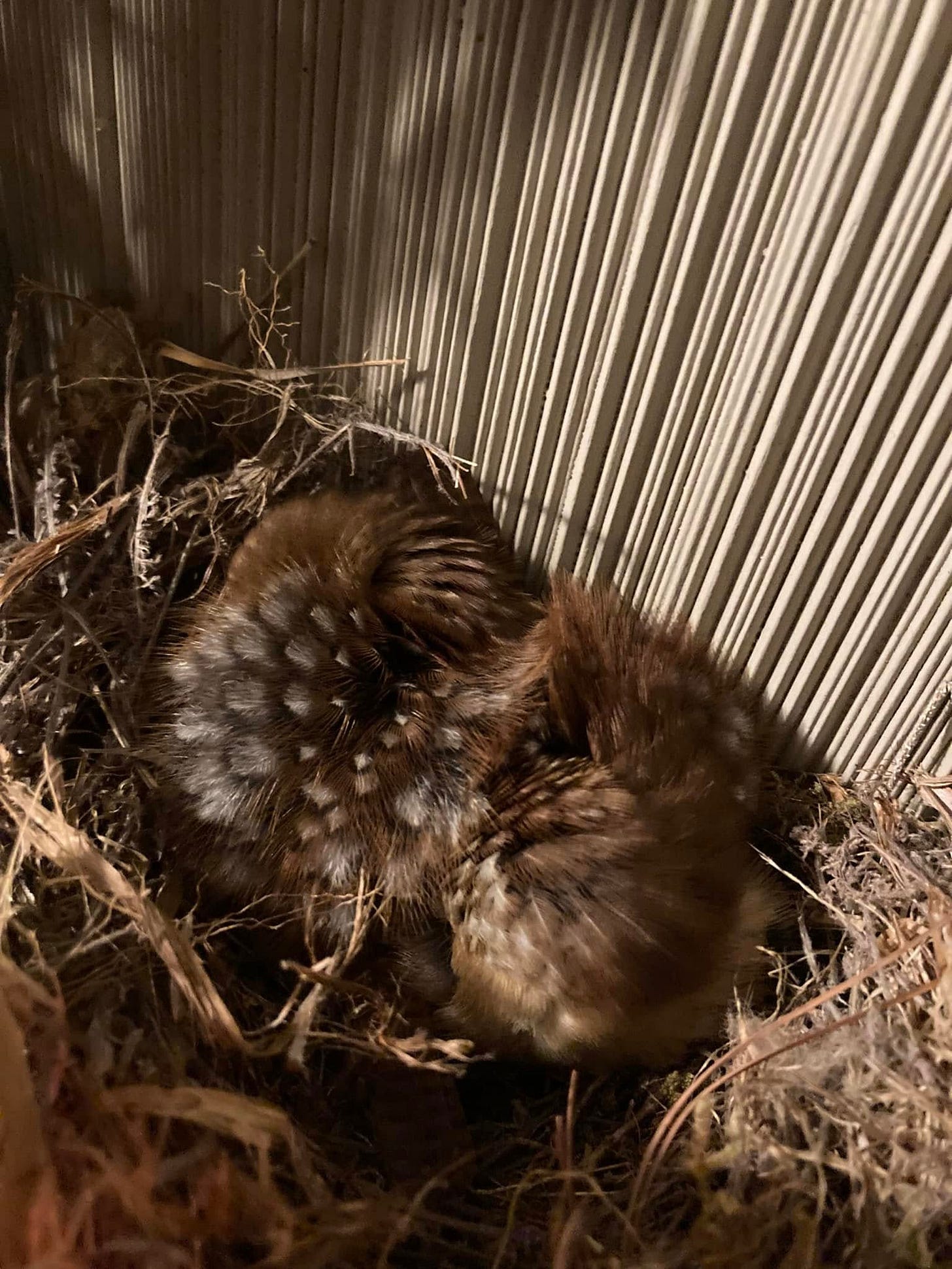 picture of two balls of fluff that are actually sleeping wrens in a wreath 