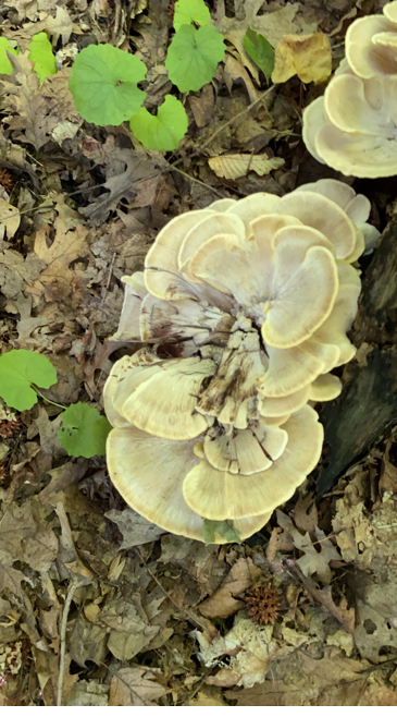A close-up of a mushroom

AI-generated content may be incorrect.