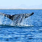 Key Things to Know About China’s Quiet Humpback Whale 