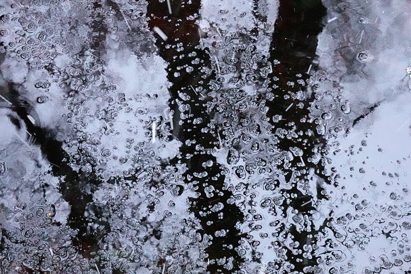 Snow beginning to settle on water which reflects the dark trunks of birch trees 