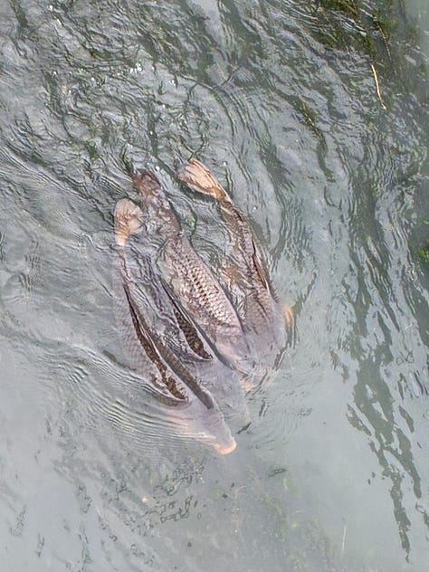 Three grey koi carp swim together in a river, two photos of the view over Kumamoto plain and Uto town