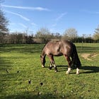Feed manufacturer clocks up 28 published works in 16 months to help combat laminitis