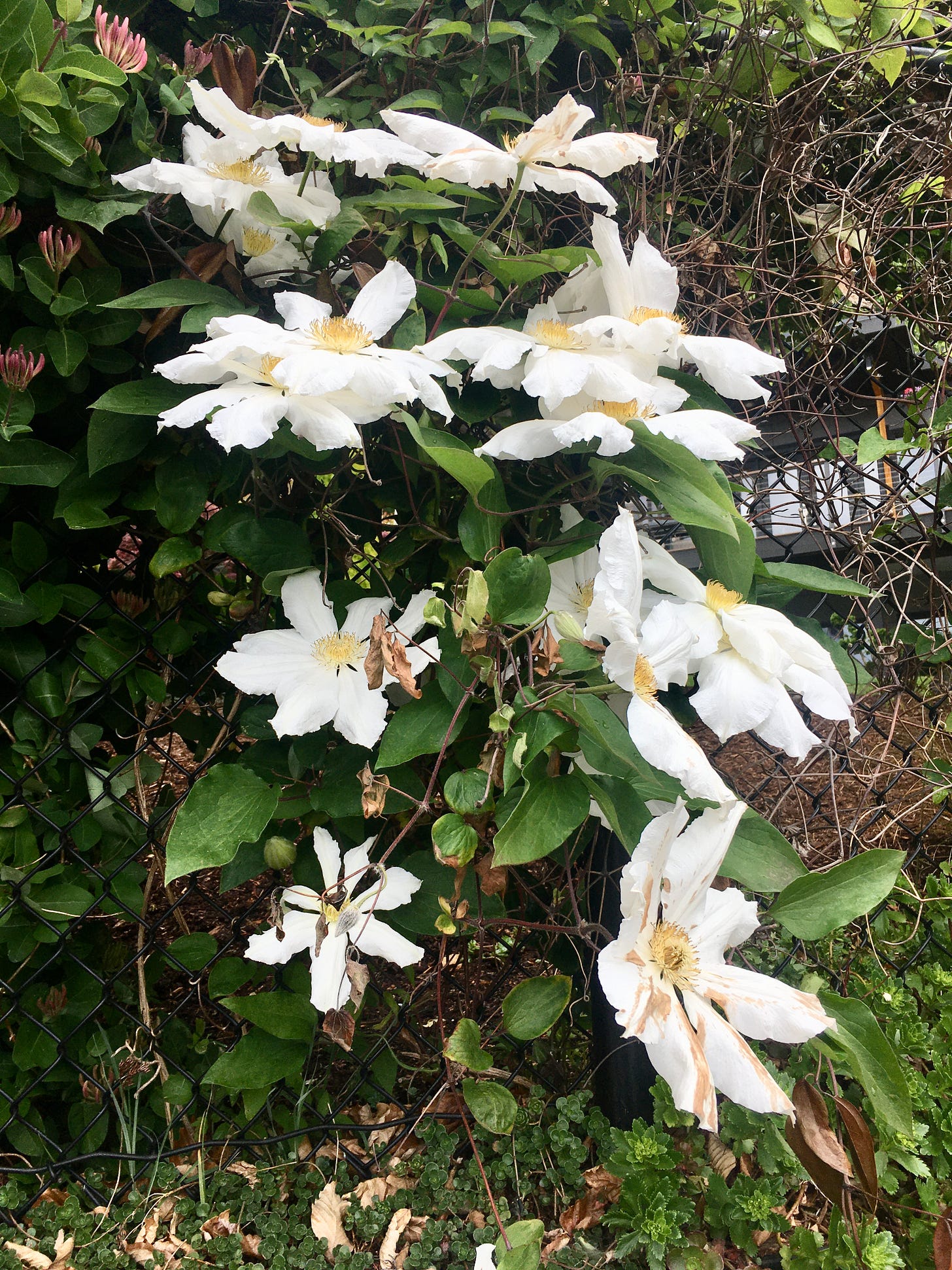 large white with yellow center flowers facing towards sky on green ivy-like vines connected to fencing behind them