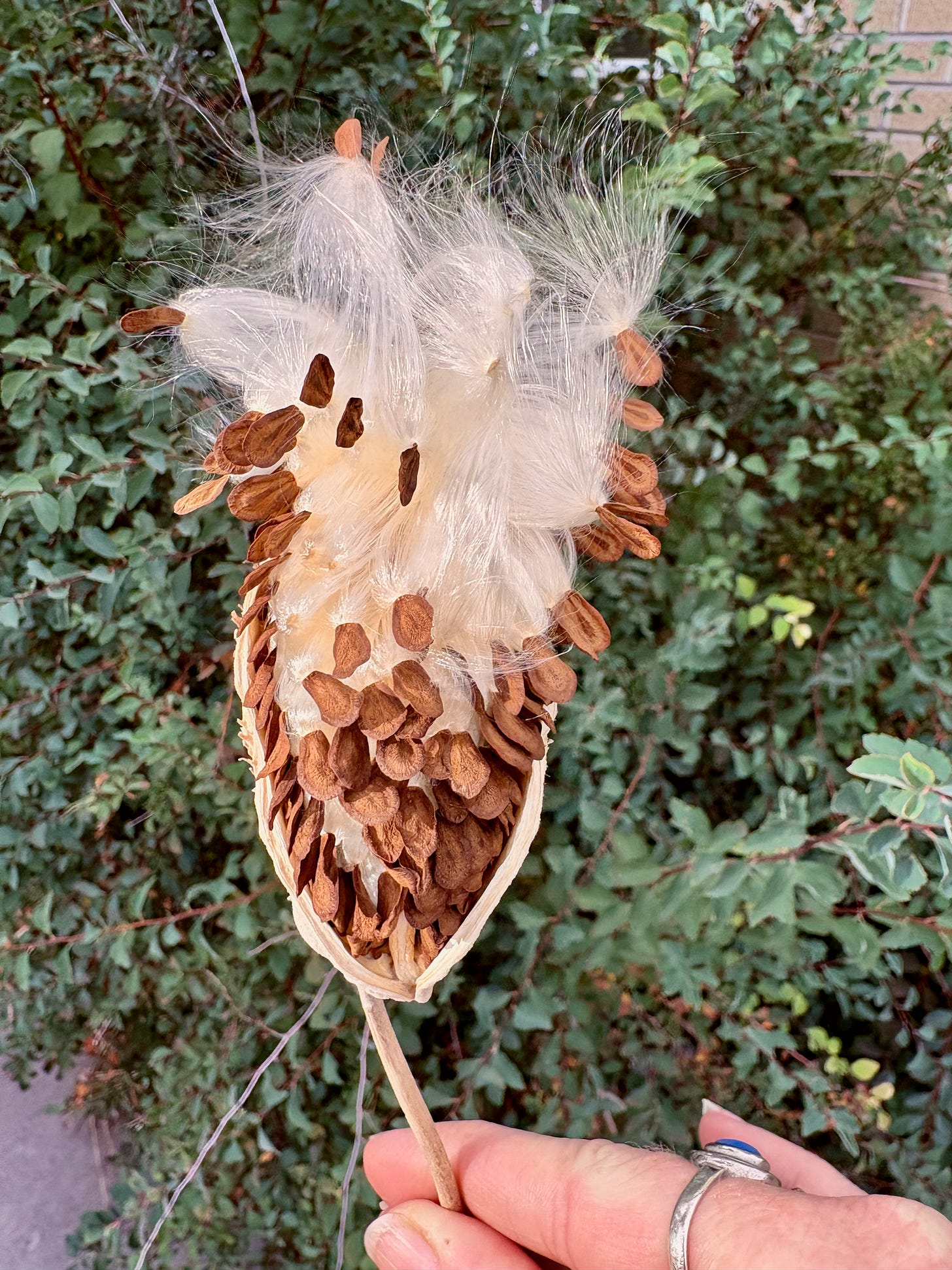 A open milkweed pod with seeds beginning to expand out, held up by a hand with a blue ring in front of green foliage.