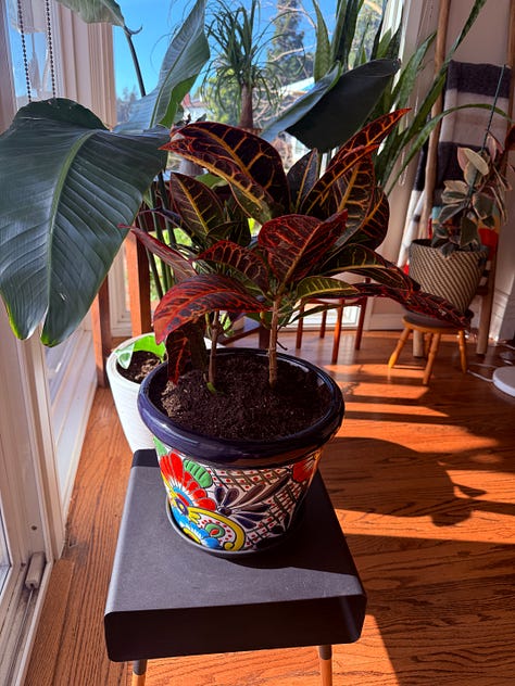 A gallery of photos of plants, mostly with terrible lighting due to a healthy dose of sunshine backlighting all of them. Nice plants, though.