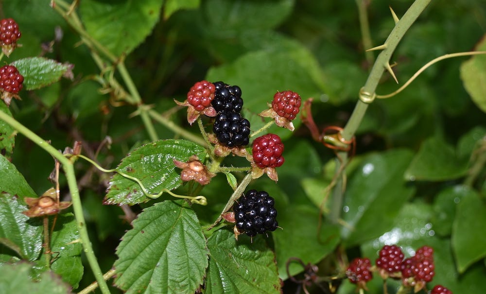 An image of wild blackberries which look akin to wild raspberries but with sharper thorns. An image of wild blackberries which look akin to wild raspberries but with sharper thorns.