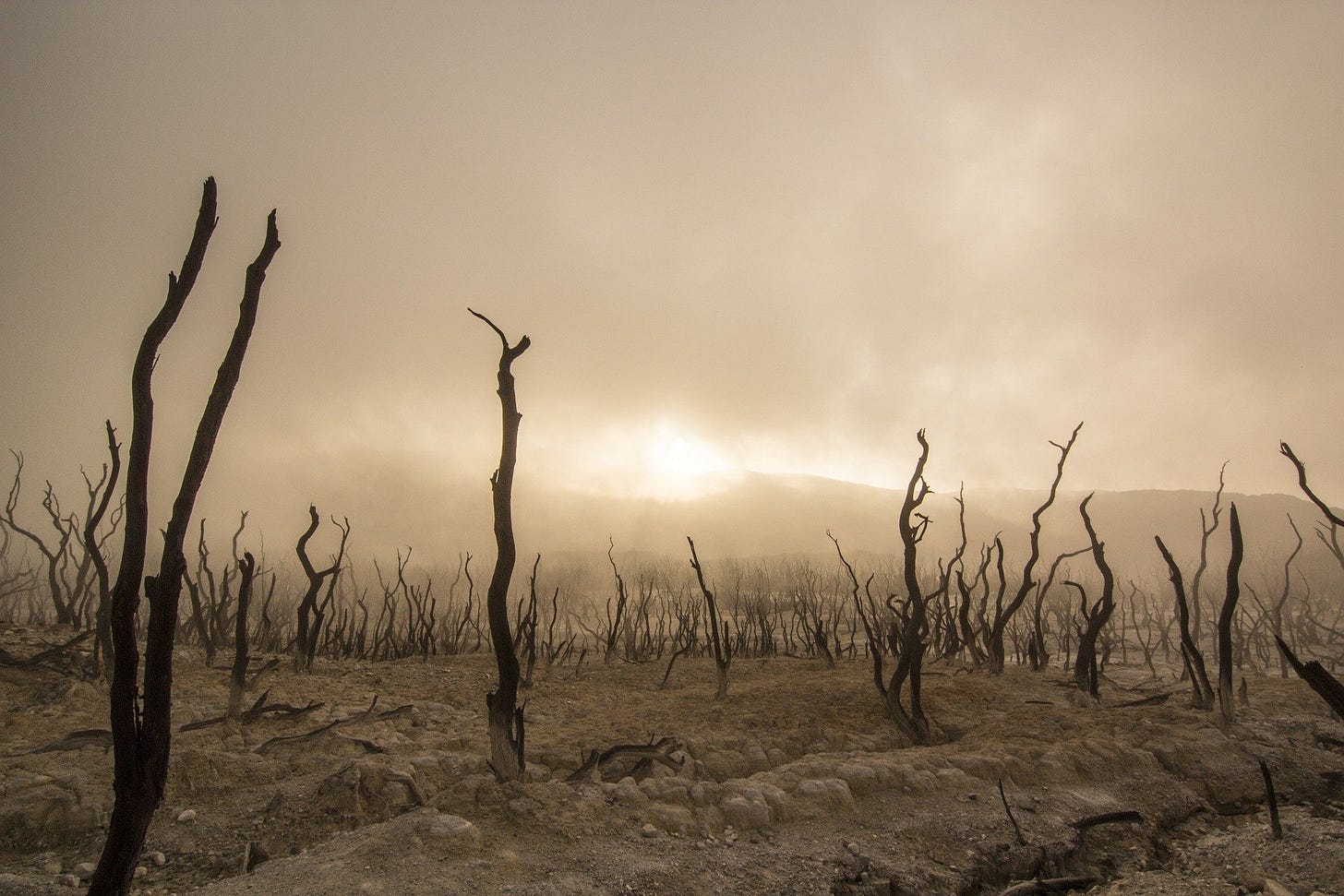 A picture of a dry world with dead trees. We need water!