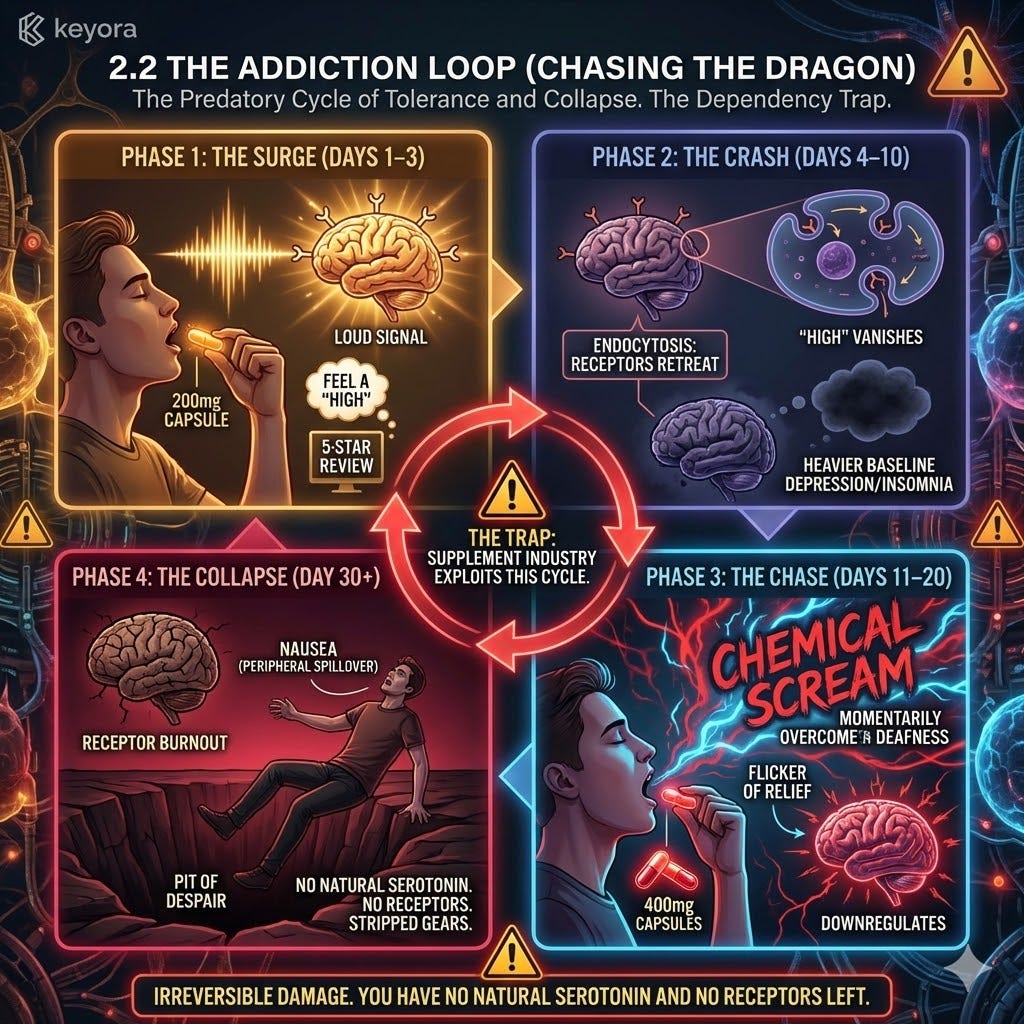 The Addiction Loop maps the collapse of Neurological Sovereignty as repeated Neuro-Endocrine Storms drive Receptor Burnout and systemic gear-stripping. The Addiction Loop maps the collapse of Neurological Sovereignty as repeated Neuro-Endocrine Storms drive Receptor Burnout and systemic gear-stripping.