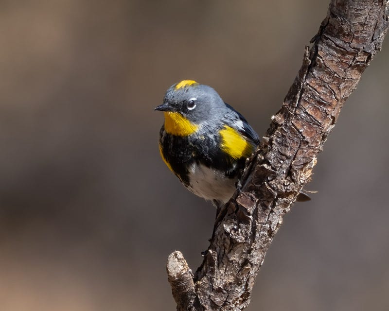 20250418-AshCanyon-162-Edit-Edit.jpg