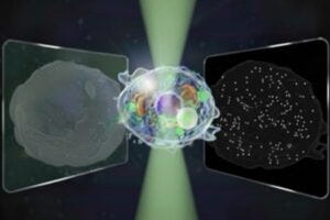Conceptual illustration of the bidirectional quantitative scattering microscope, which detects both forward and backward scattered light from cells. This dual detection enables visualization of structures ranging from whole-cell morphology to nanoscale particles.
