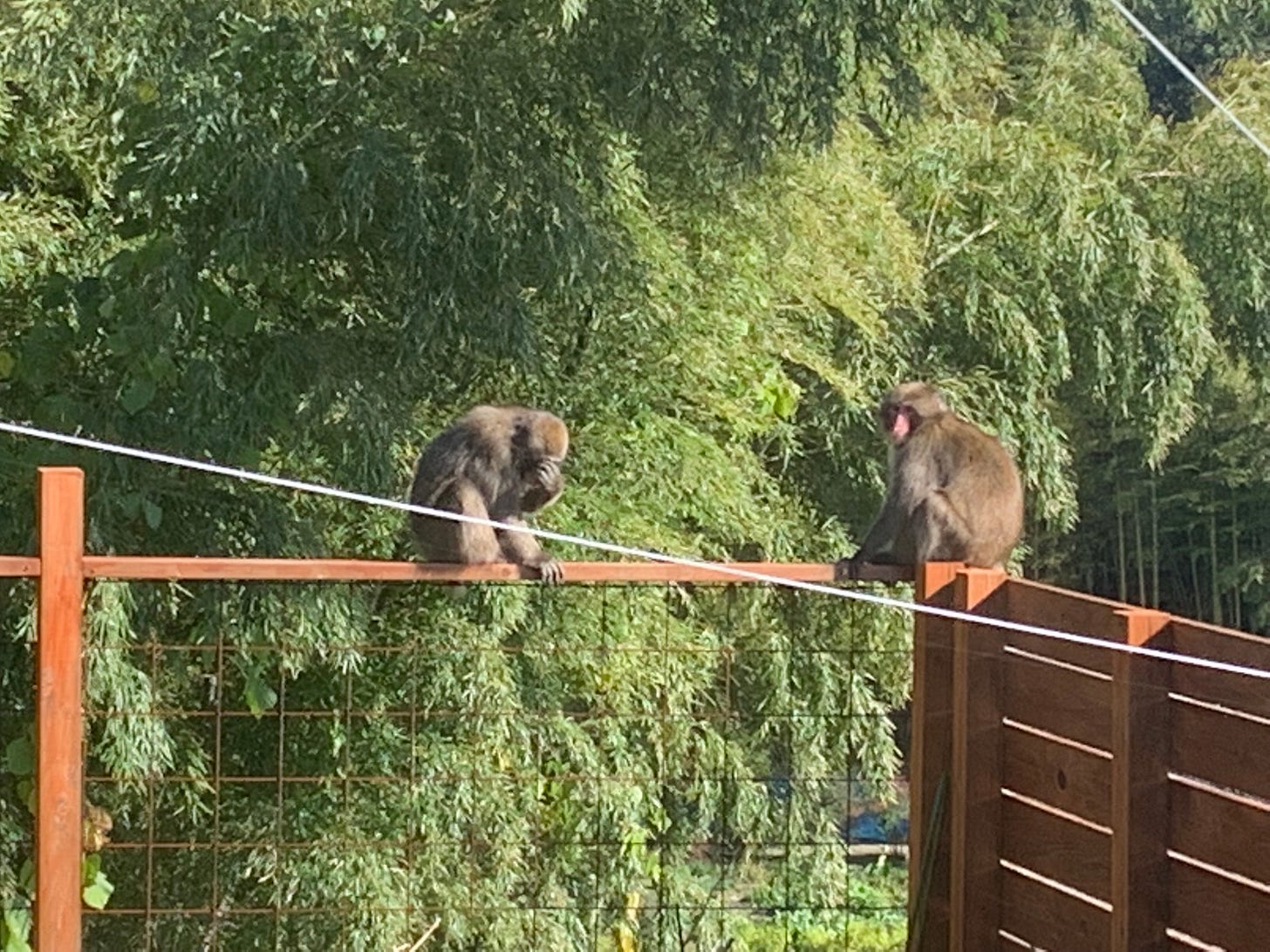 The 2 furry ninjas who went for my tomatoes. Photo by Author. The 2 furry ninjas who went for my tomatoes. Photo by Author.