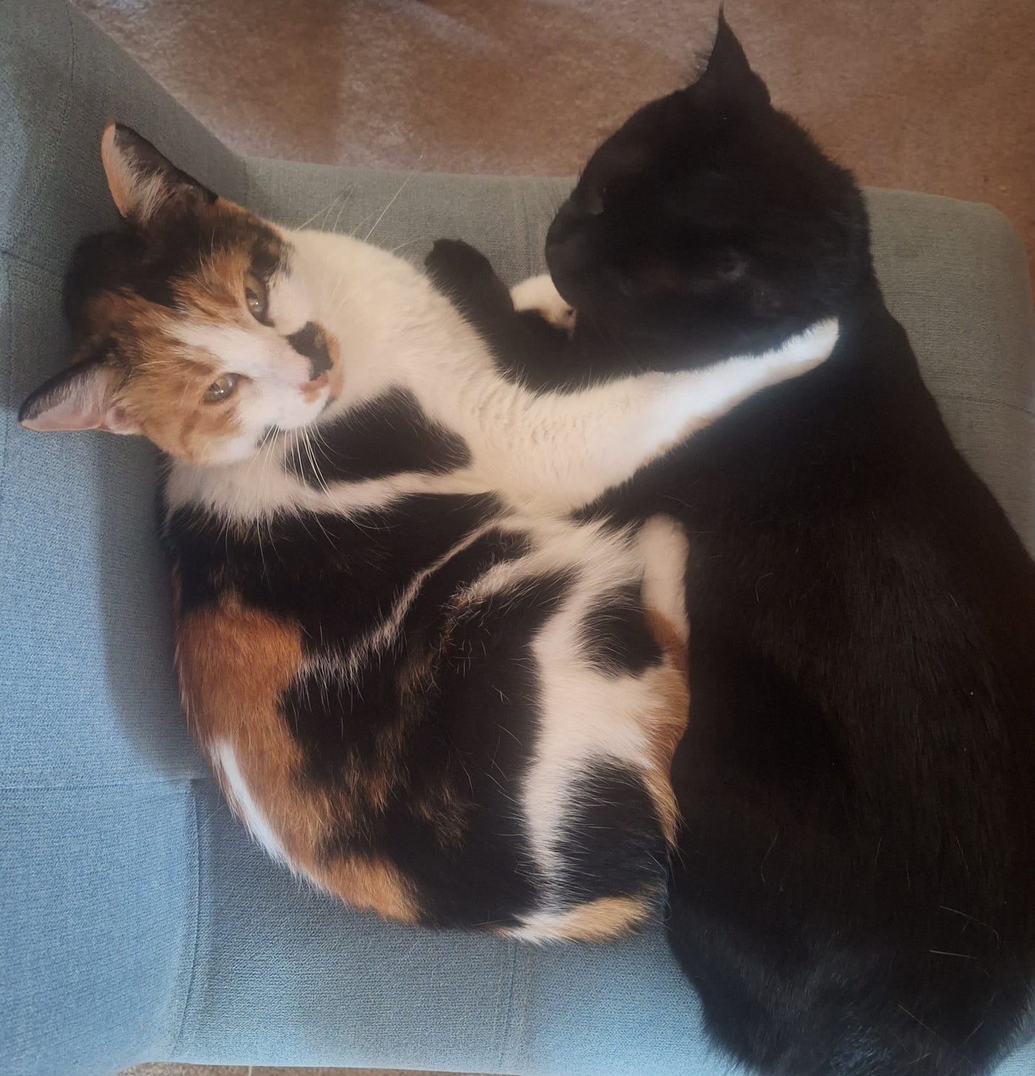 a calico and a black cat cuddling together on a chair
