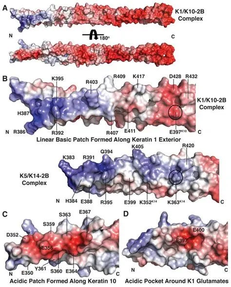 The X-Ray Crystal Structure of the Keratin 1-Keratin 10 Helix 2B ...