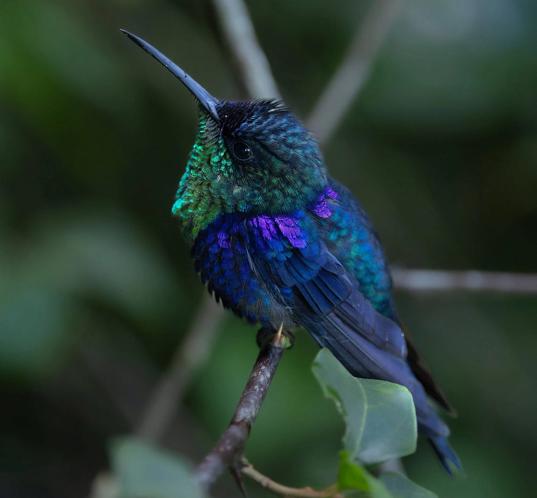 Crowned woodnymph hummingbird perched on a branch, showing iridescent green, blue, and violet plumage against a blurred forest background.