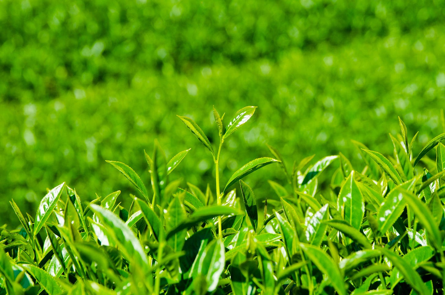 ID: Fresh young tea shoots growing on plant