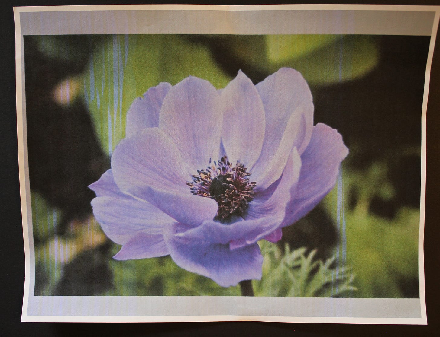 Close-up photo of a purple anemone flower with dark center and green background, used for floral painting reference.