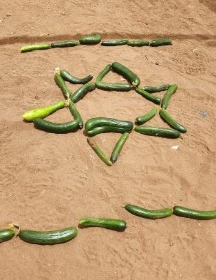 Cucumbers arranged in the shape of a star on the sand

Description automatically generated
