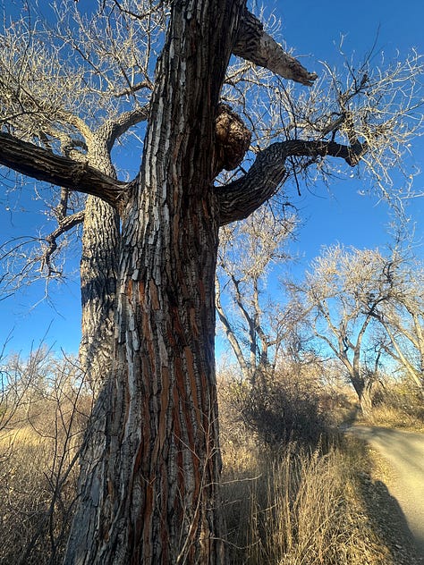 Cottonwood trees, muskrat, and hawk in a suburban park, with blue sky and fields of gold. 