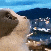 a close up of a cat looking up at a city . a close up of a cat looking up at a city .
