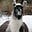 Llamum's avatar