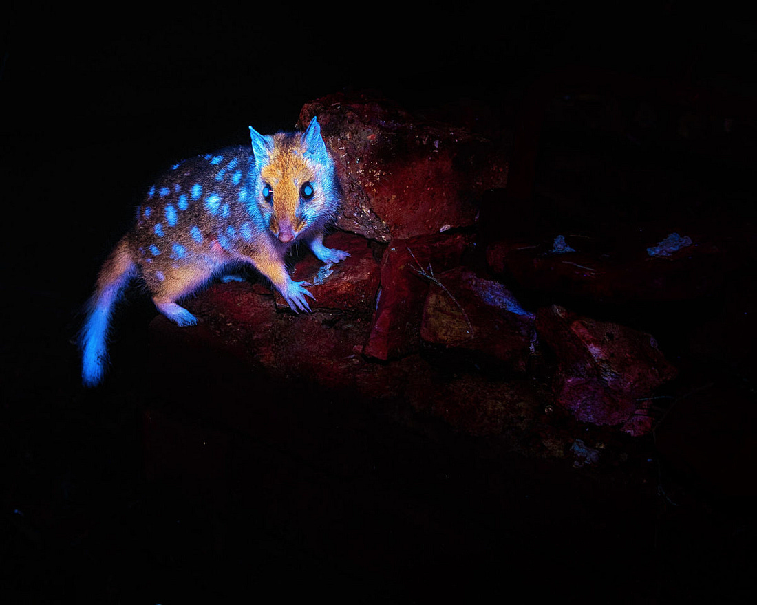 un quol oriental, un marsupial parecido a una rata, que brilla en la oscuridad