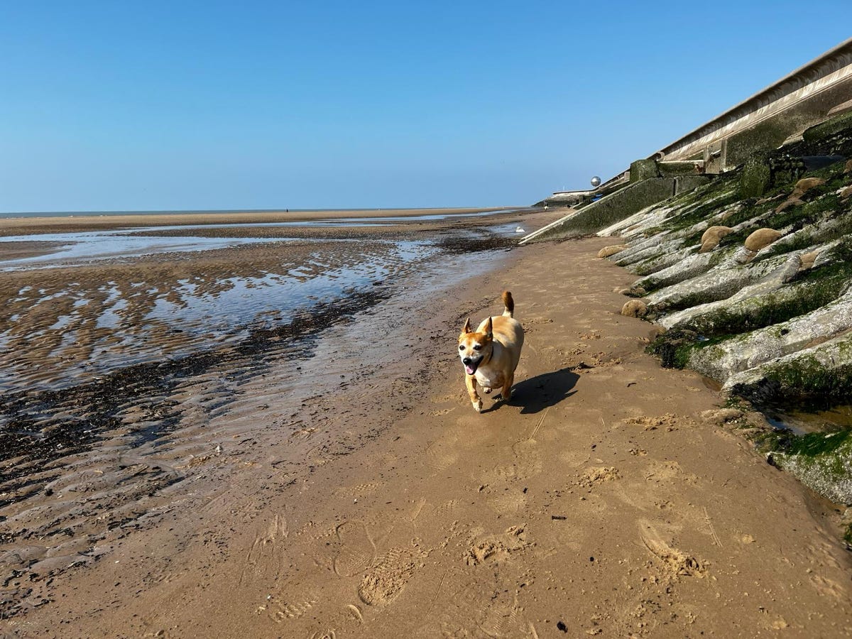 Dog running on Blackpool beach