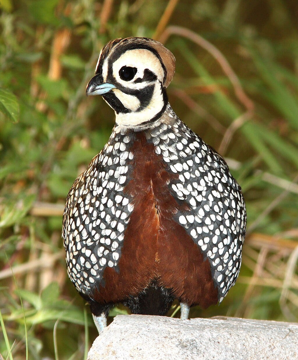 Fool Quail Protective Instincts - by Vince Waldron