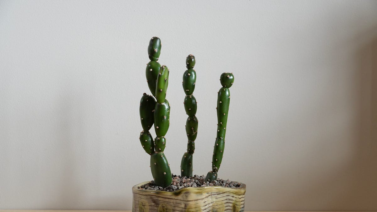 ikea pflanze dracaena Dracaena Marginata Bicolor Drachenbaum Zimmerpflanze mit grauem Topf 