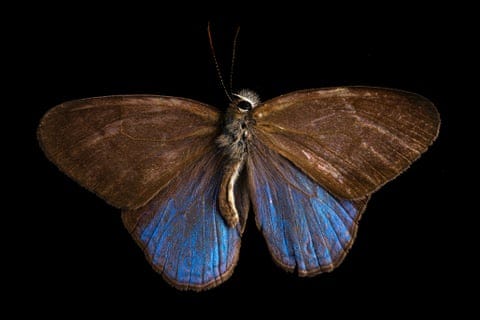 A blue and brown butterfly on a black background A blue and brown butterfly on a black background