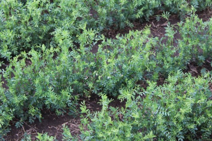 No-till lentils