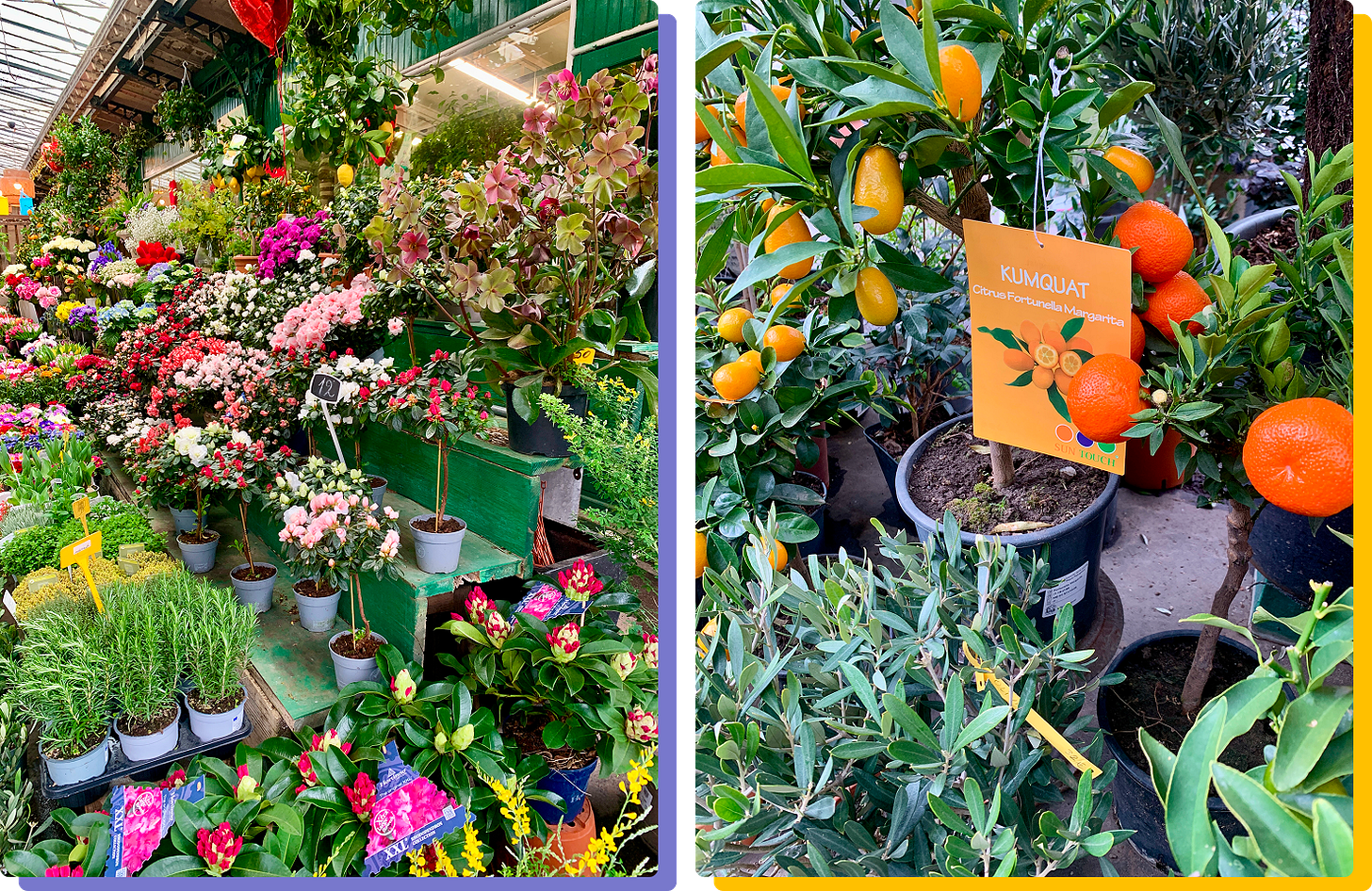 Scenes from the flower market