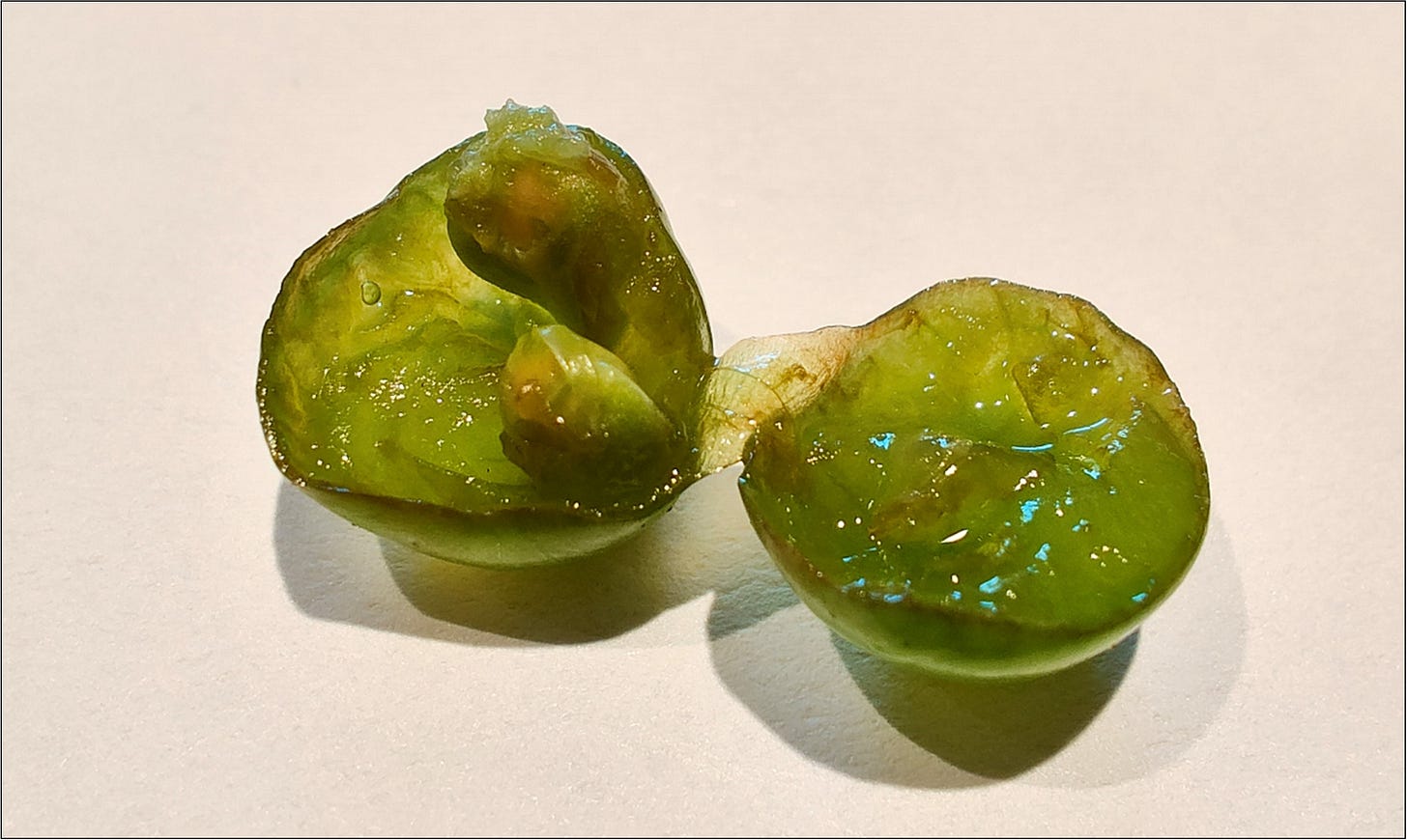 Hardened Pinot Noir seeds at the end of July.