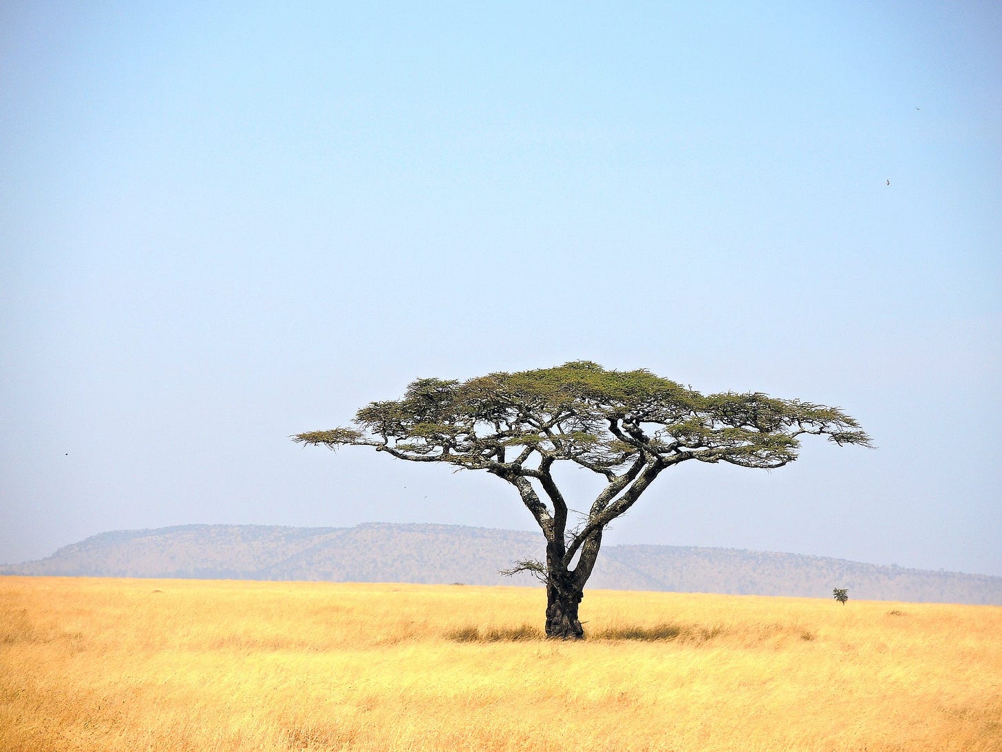 ID: Multi trunk flat top tree