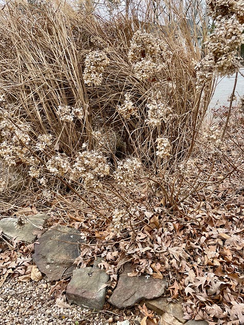 winter pruning dormant shrubs and trees