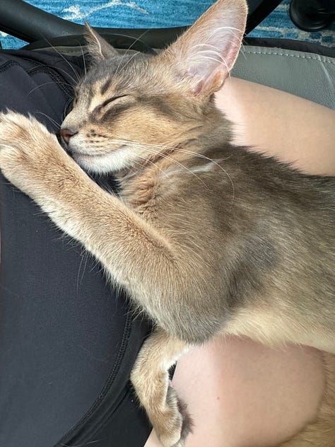 Yuzu the cat, taking a catnap.