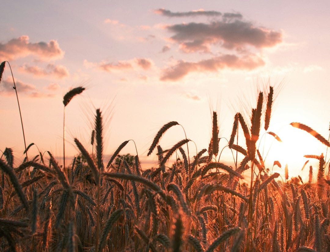 corn fields during golden hour