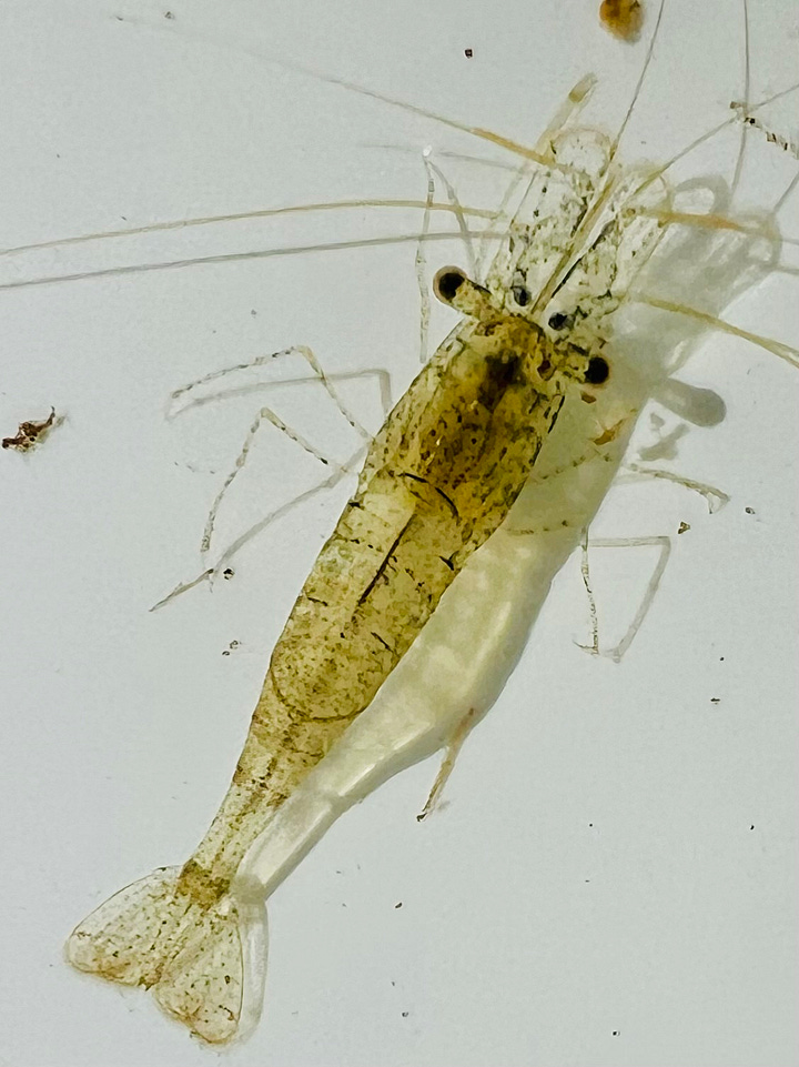 Nature Forward macroinvertebrate study