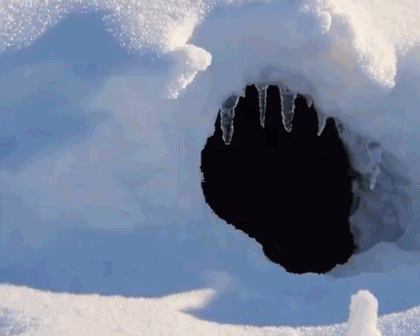 A white Arctic fox peeks out from his den