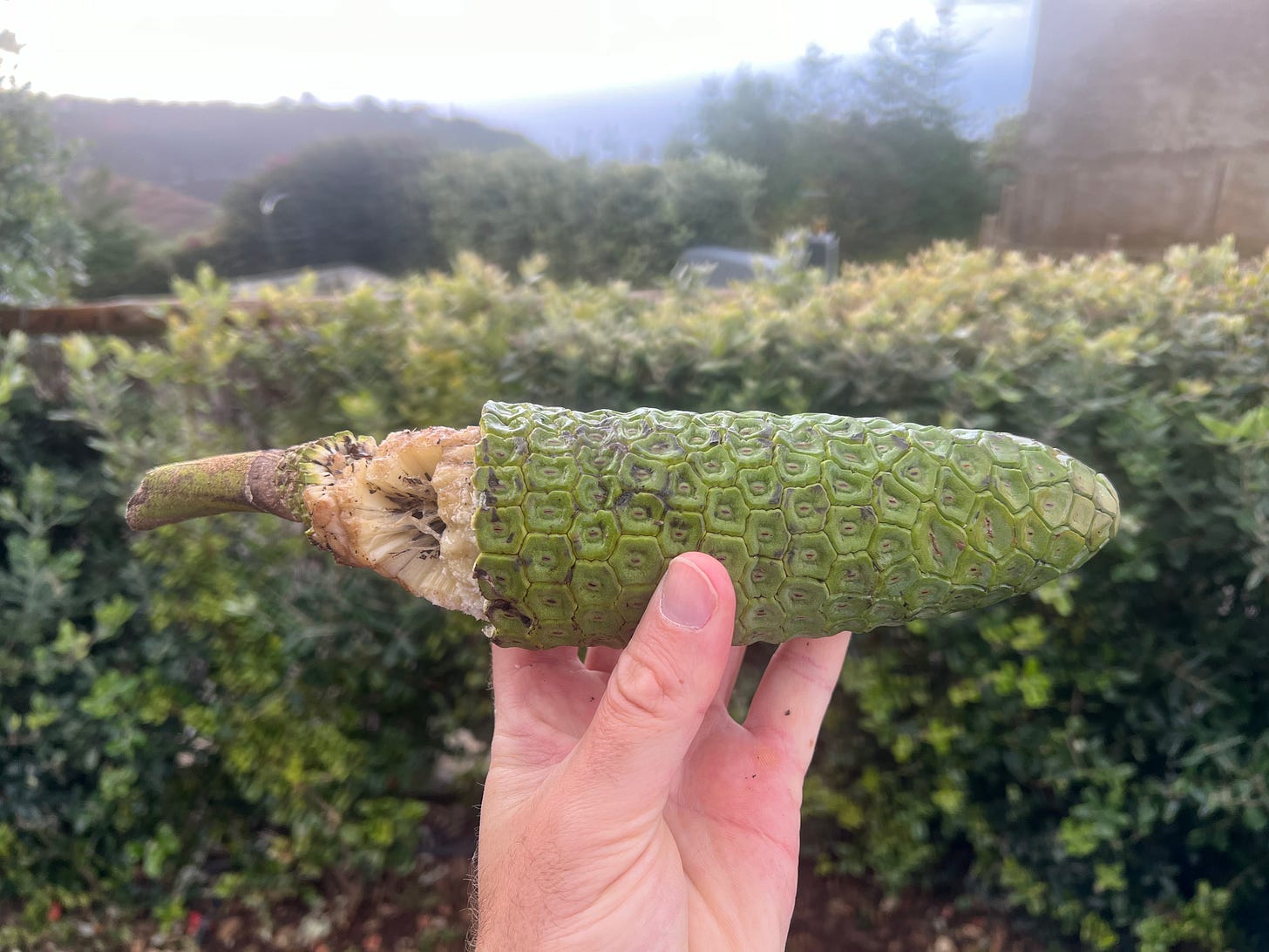 Close up of ripening Monstera deliciosa fruit, ripening from one end over a number of days Close up of ripening Monstera deliciosa fruit, ripening from one end over a number of days