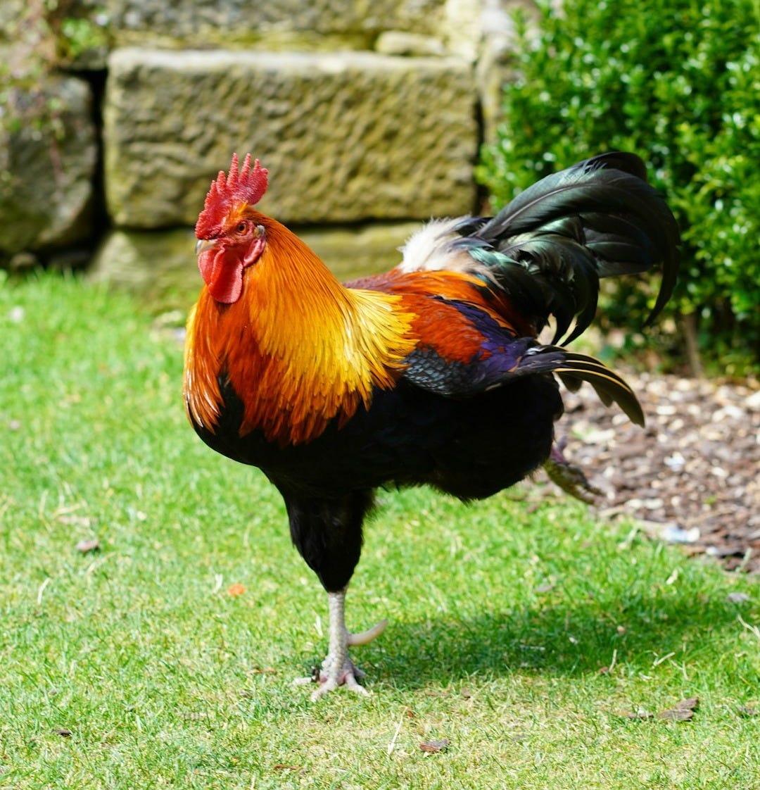 a rooster is standing in the grass a rooster is standing in the grass