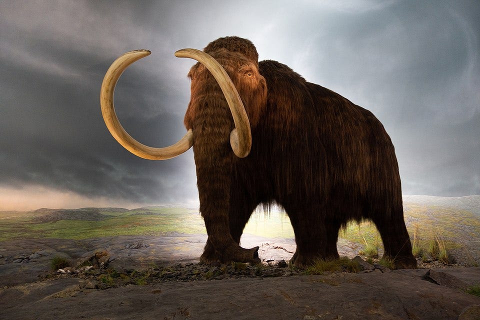 File:Woolly mammoth model Royal BC Museum in Victoria.jpg